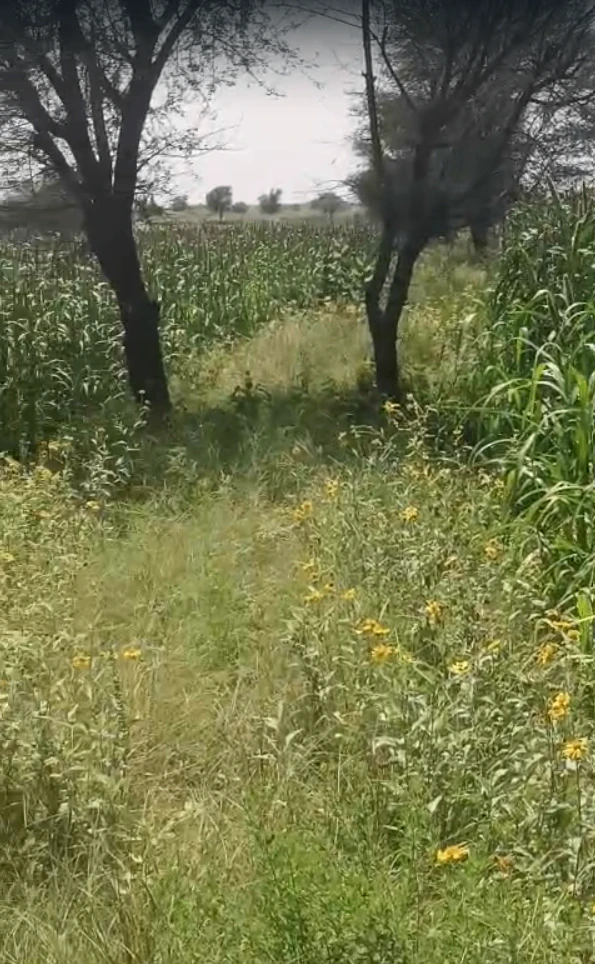 CP8J+834, Tonk, Bagadava, Rajasthan 304801, India - Photo 1