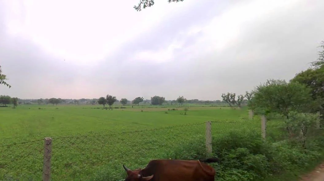 Pali, Rajasthan 306401, India