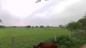 Pali, Rajasthan 306401, India preview 3