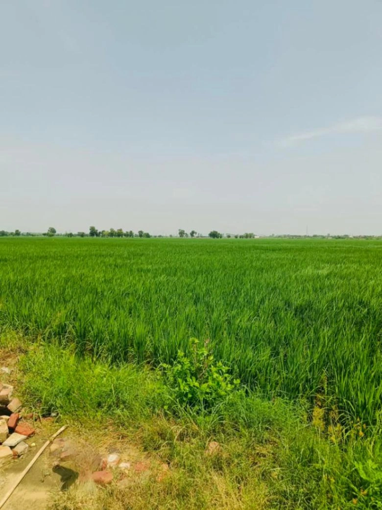 Edalpur, Aligarh, Uttar Pradesh 202121, India preview 2