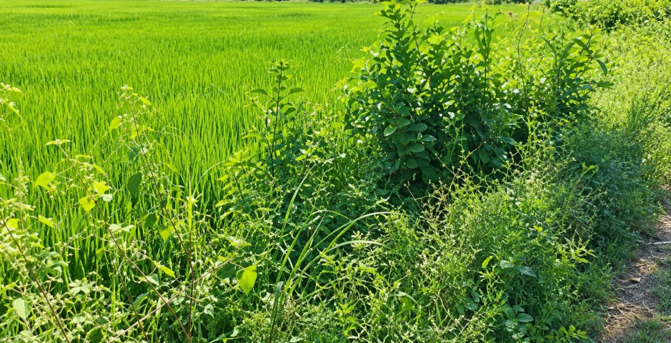 JR77+Q34, Yadadri Bhuvanagiri, Gollagudem, Telangana 508115, India