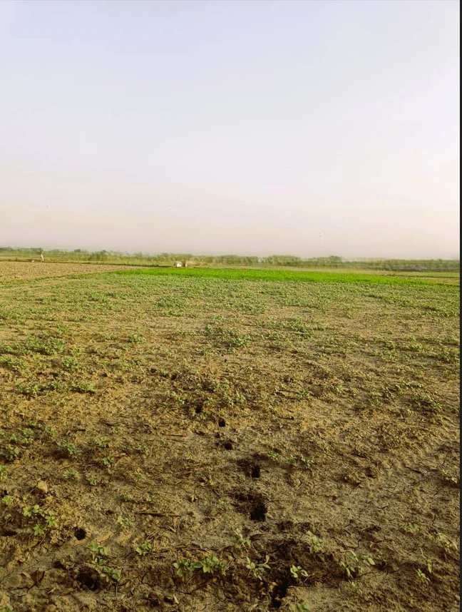 Mehrana, Rajasthan, India