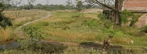Ullar-Masaurhi Rd, Ichipur, Bihar, India preview 4