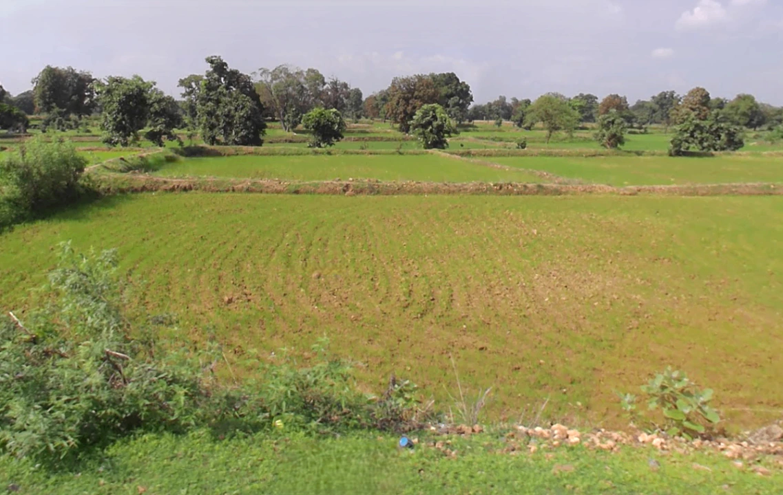 Jewara, Chhattisgarh 491335, India