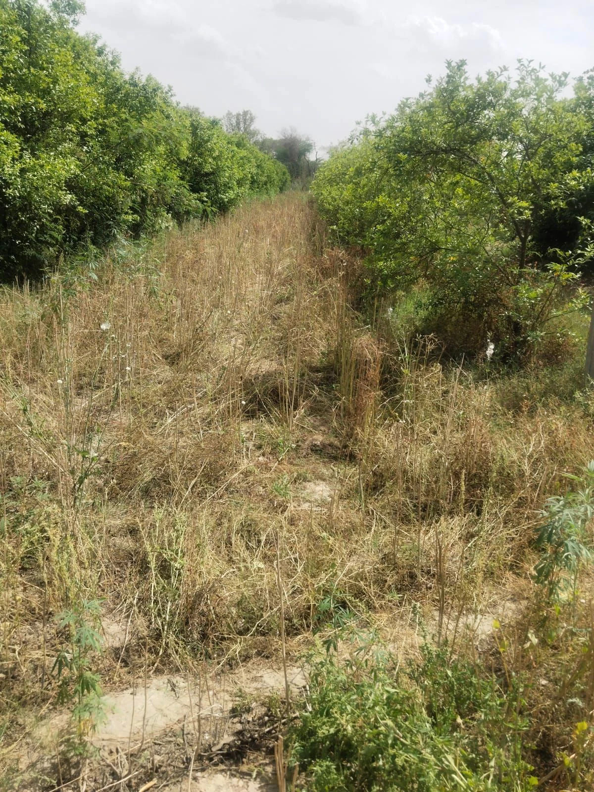 Charkhi Dadri, H7RJ+69V, Bhiwani, Charkhi Dadri, Haryana 127306, India
