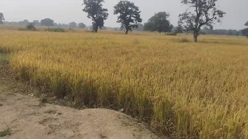 Chaukhada, Madhya Pradesh 486220, India preview 3