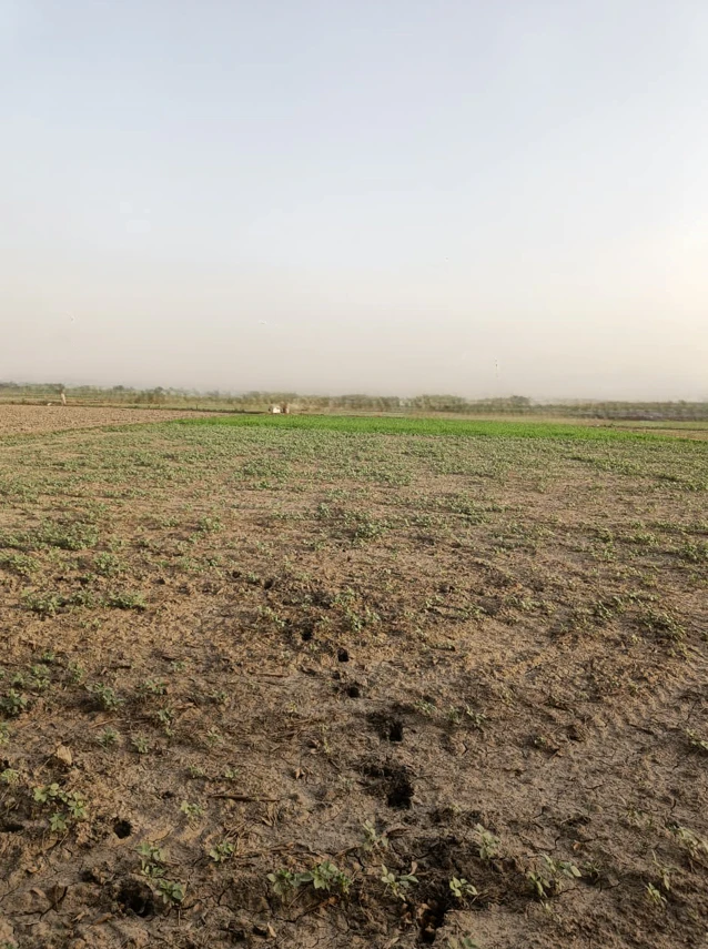 Sargoth, Rajasthan 332404, India