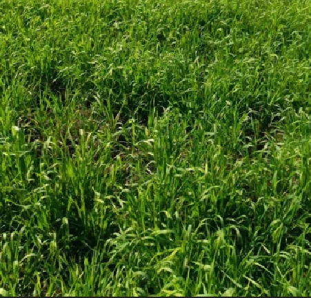 Jaora, Madhya Pradesh 457226, India