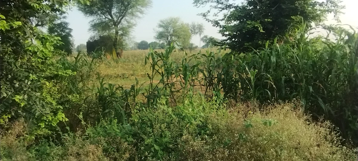 Semli, Rajasthan, India