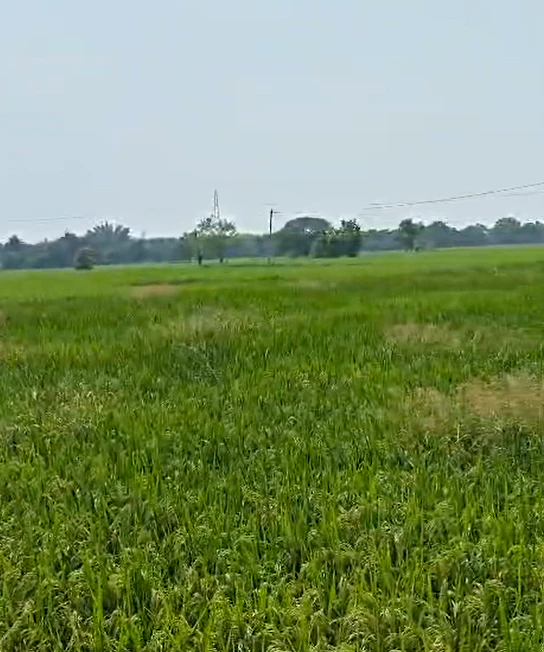 V479+C8 Gurrampode, Nalgonda, Telangana, India