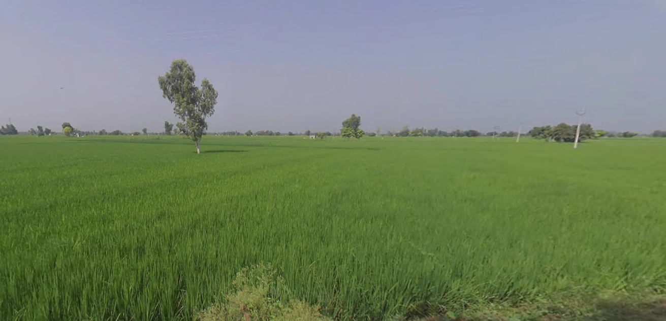 Sito Gunno, Punjab 152118, India