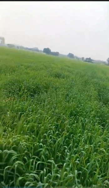 GW5H+RVH, Khai Kheda, Madhya Pradesh 463111, India
