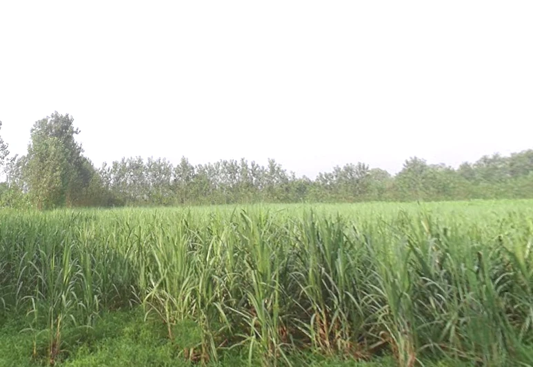 Behat, Uttar Pradesh 247121, India