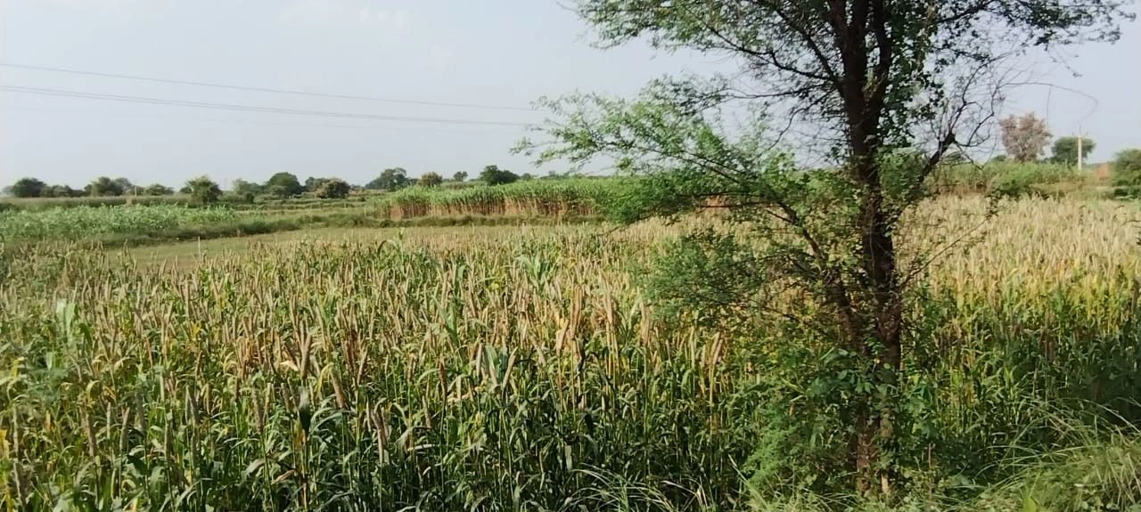 Mata Shakumbhari Devi Rd, Alipur Alis Bhagwala, Uttar Pradesh, India