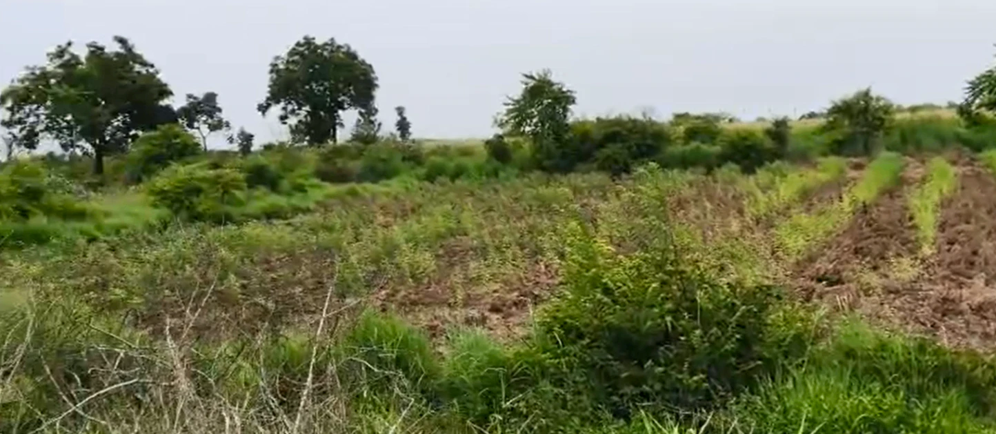 FQ2W+F97, Vikarabad, Barwad, Telangana 501106, India