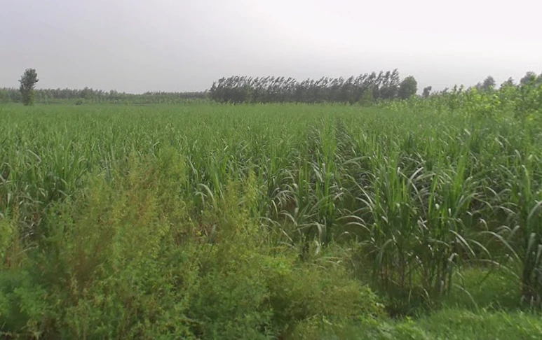 Sarsawa, Uttar Pradesh 247232, India