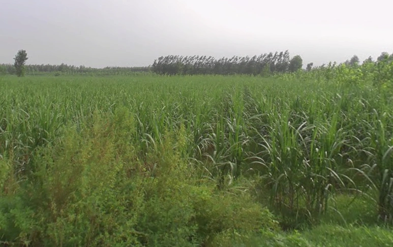 Sarsawa, Uttar Pradesh 247232, India