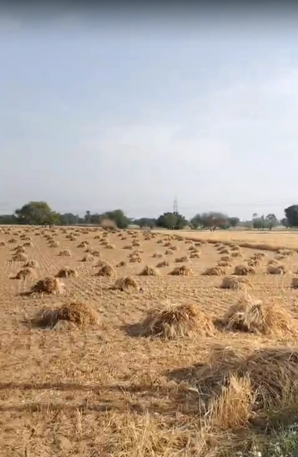 CGW4+QR Malikpur, Rajasthan, India