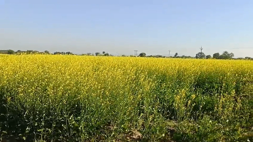 4VGQ+FW Harchandera, Rajasthan, India