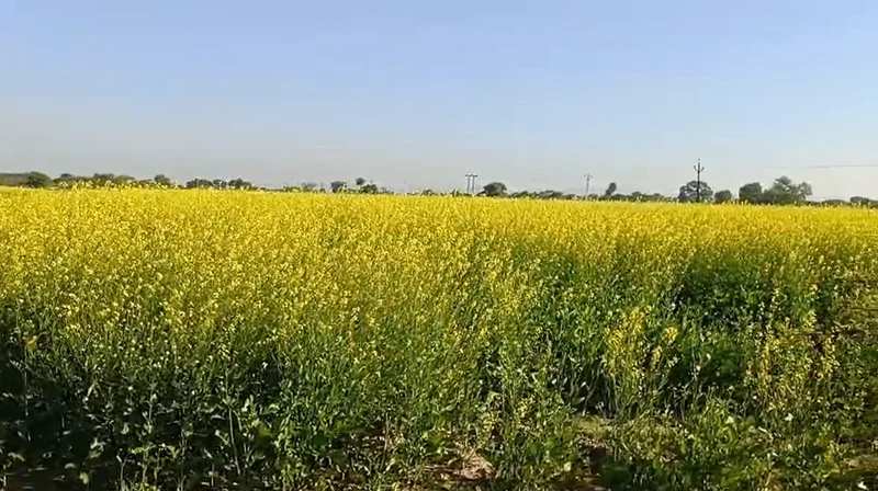 4VGQ+FW Harchandera, Rajasthan, India preview 3