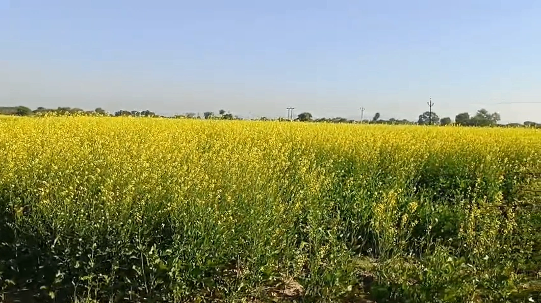 4VGQ+FW Harchandera, Rajasthan, India