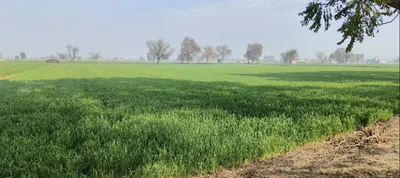 MJ4C+W7Q, Sahibzada Ajit Singh Nagar, Machhli Kalan, Punjab 140307, India preview 2