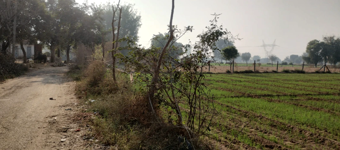 MWM8+JCP, Sadashivpura at Yarlipura, Rajasthan 303903, India