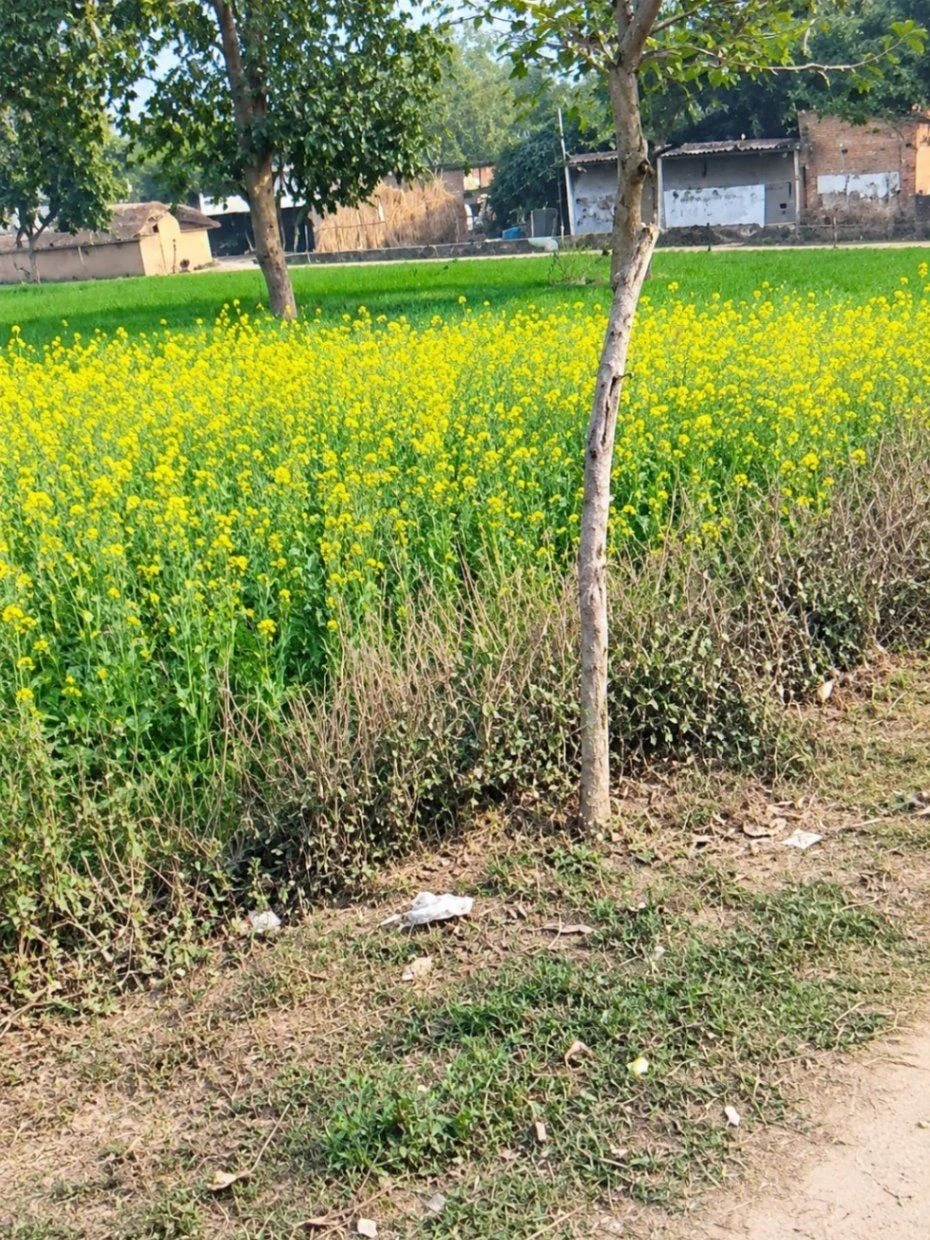 PVMH+P2J, Jaunpur, Paruwa, Uttar Pradesh 222170, India