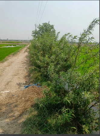 P7CG+C8Q, Hasanpur, Uttar Pradesh 244241, India