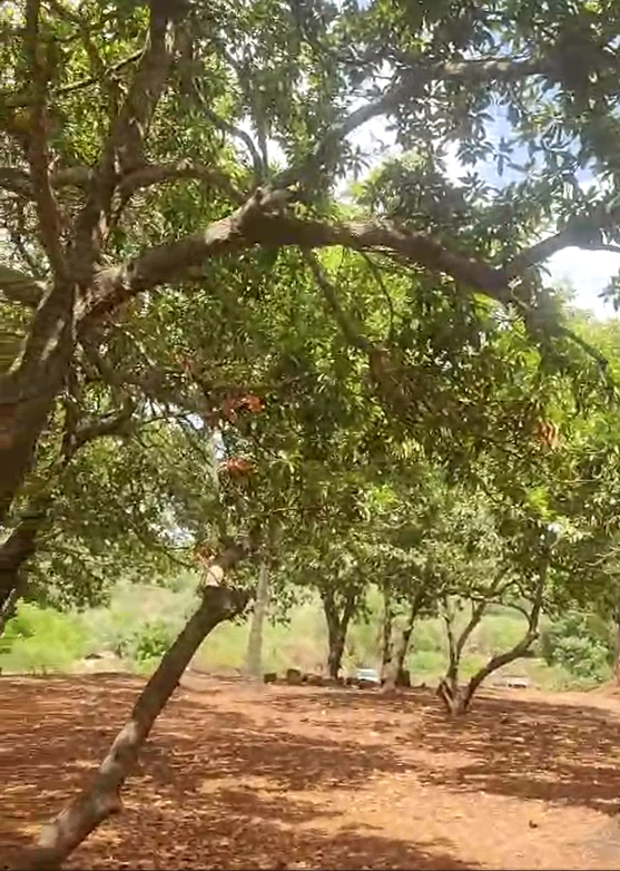 4Q6J+VX4, Palghar, Brahmanpada, Maharashtra 401701, India