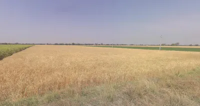 Gigasan, Gujarat 365640, India preview 2