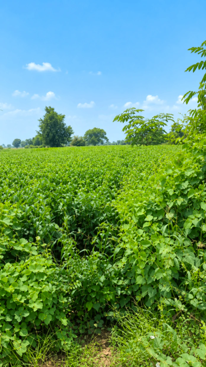 Sarawan, Yamunanagar, Haryana 133206, India