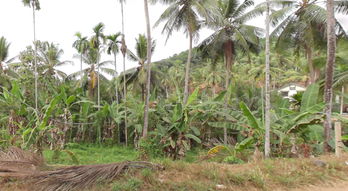 73J5+MVF, Thottumukkam, Kerala 673639, India