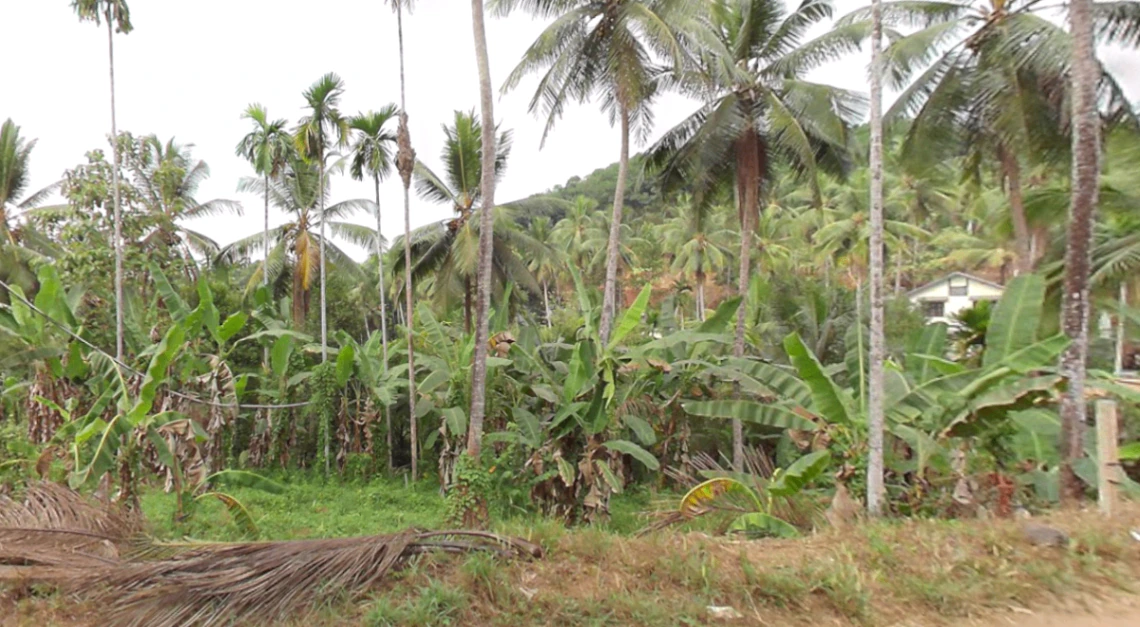 73J5+MVF, Thottumukkam, Kerala 673639, India