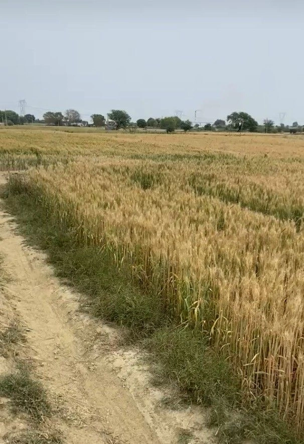 Virrat, Madhya Pradesh 475115, India preview 2