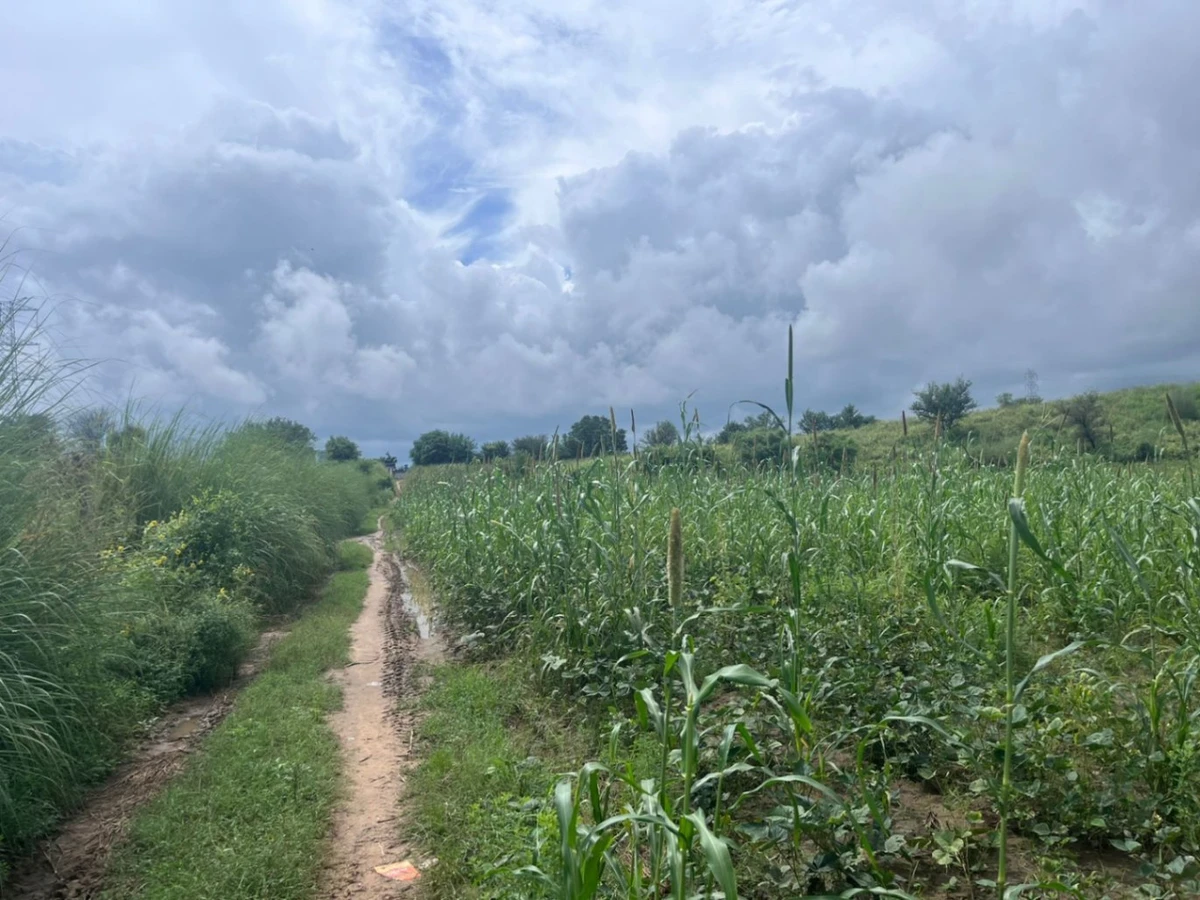 2JGQ+PM Charawas, Rajasthan, India