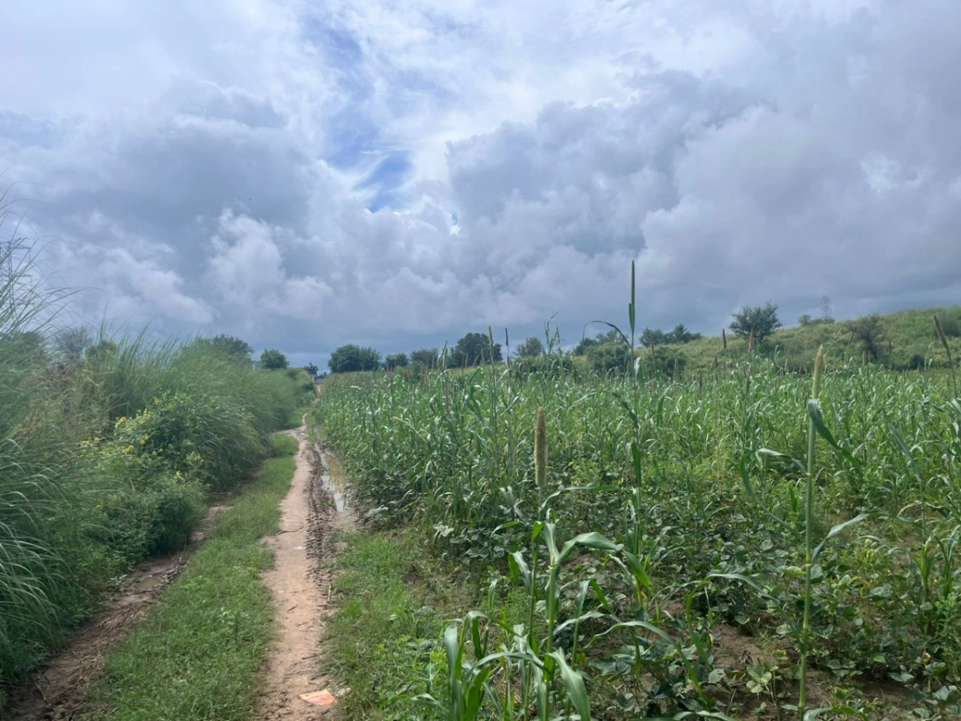 2JGQ+PM Charawas, Rajasthan, India