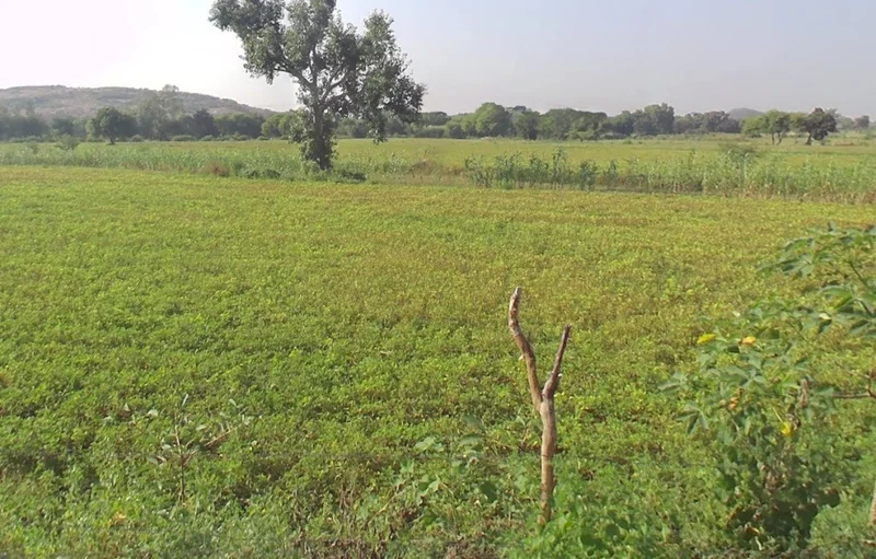 Badgaon, Chhattisgarh, India preview 3