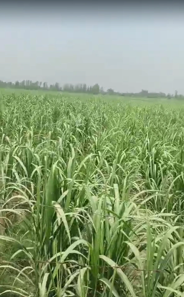 Alampur, Faridabad, Haryana 121004, India