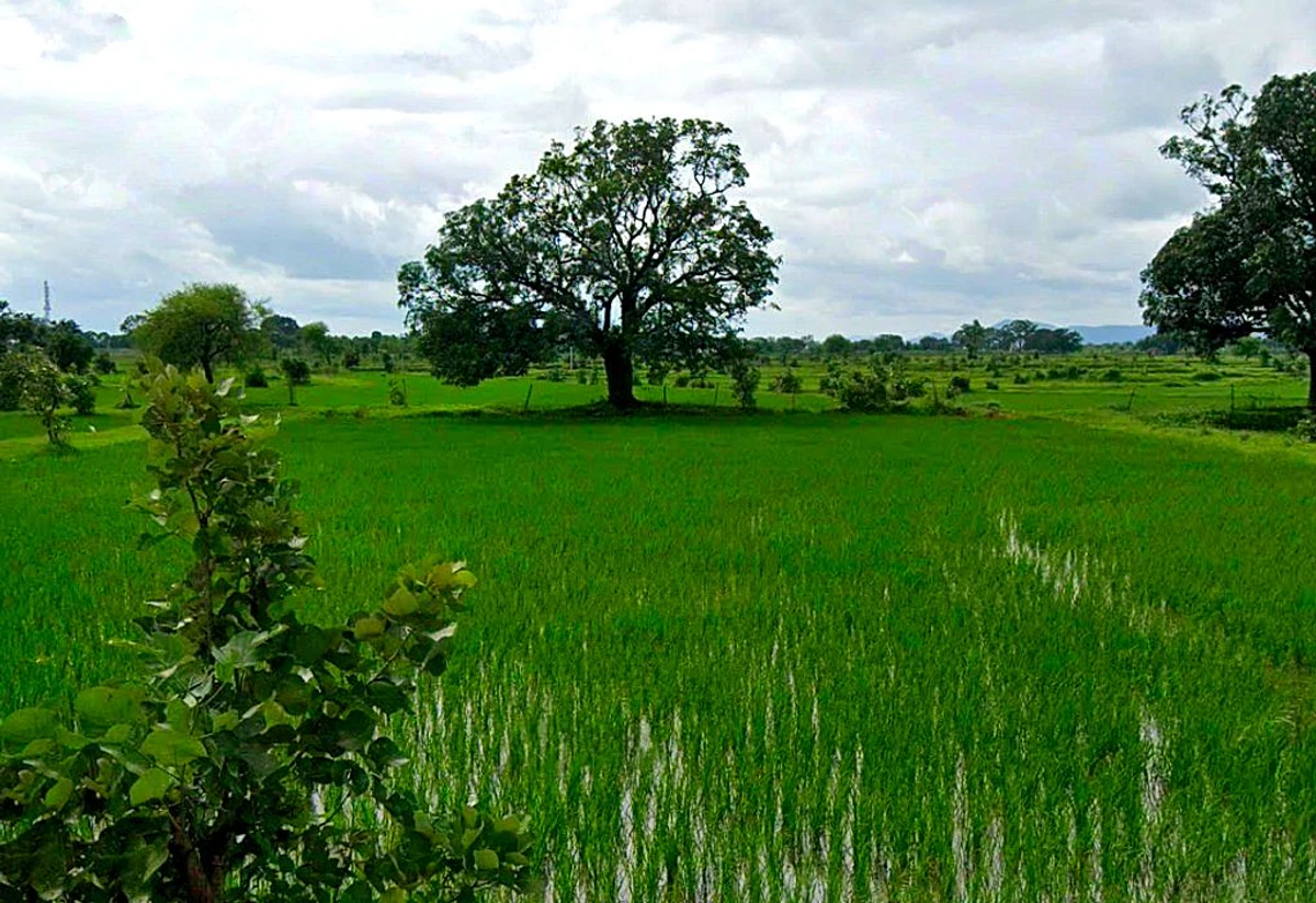 Ahiwara, Chhattisgarh, India