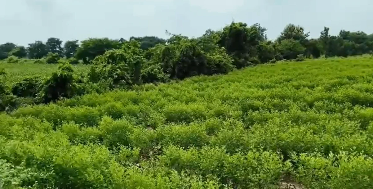 9RQ7+56 Mailardevarampally, Vikarabad, Telangana, India