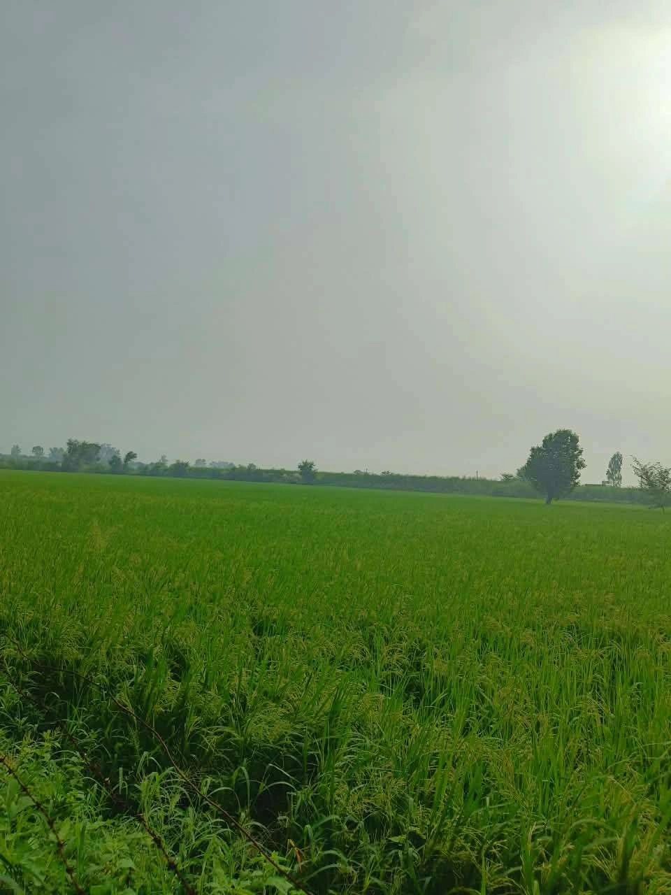 Abhaipura Banger, Mathura, Uttar Pradesh 281203, India
