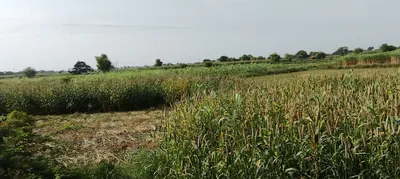 Barnagar, Madhya Pradesh 456771, India preview 2