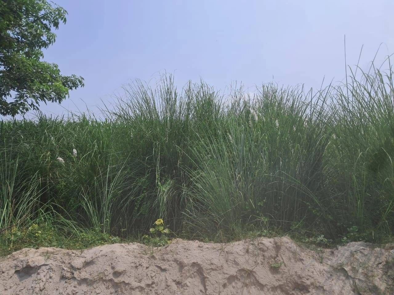 P7Q6+VG Rampur Halwaramanjha, Ayodhya, Uttar Pradesh, India