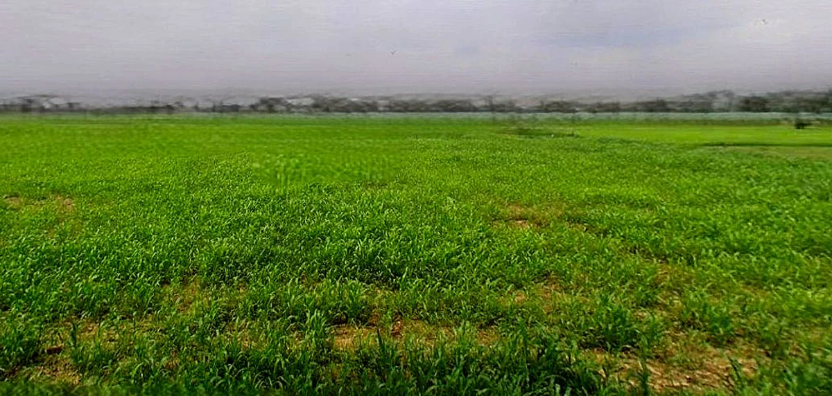 Chandla, Madhya Pradesh 471525, India