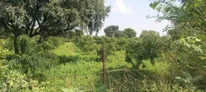 Diggi Malpura Rd, Dada Gurudev Nagar, Sanganer, Jaipur, Rajasthan, India preview 3