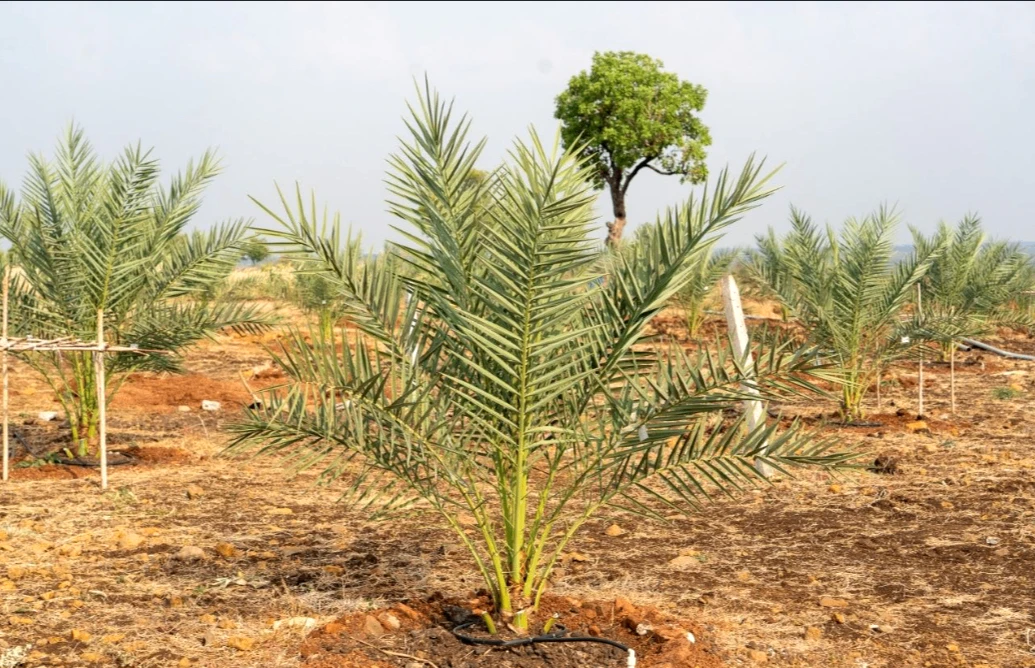 Wasar, Telangana 502286, India
