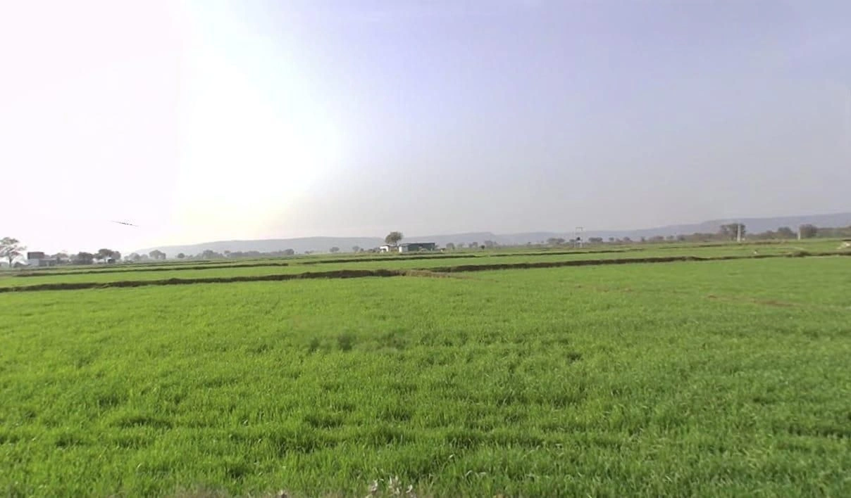 Zirnia, Madhya Pradesh 451332, India