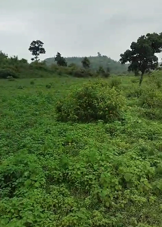 XGQV+V8 Guradiya Bada, Sehore, Madhya Pradesh, India