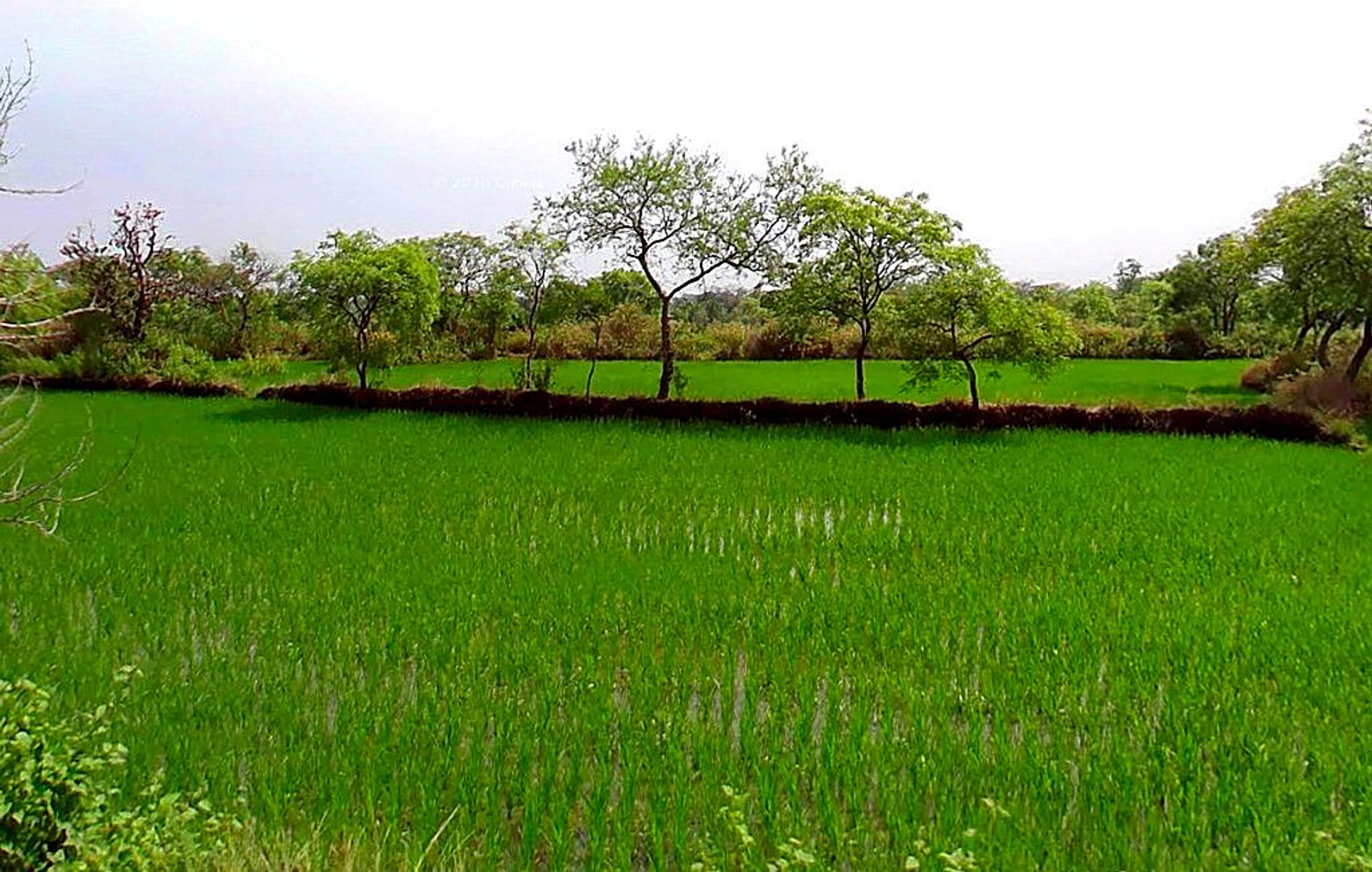 Bhurki, Chhattisgarh 491335, India